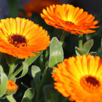 March 2026 E-News: A Fresh Start for Spring